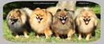 Název souboru=stripek_snu_pomeranians.jpg
Velikost souboru=237KB
Rozměry=1000x433
Datum přidání=01. Červenec 2012 stripek_snu_pomeranians.jpg