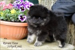 stripek_snu_revan_tane_7w_027_750.JPG
