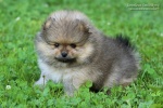 Název souboru=stripeksnu_max_6weeks_027.JPG
Velikost souboru=158KB
Rozměry=750x500
Datum přidání=04. Červenec 2016 stripeksnu_max_6weeks_027.JPG