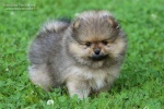 Název souboru=stripeksnu_max_6weeks_047.JPG
Velikost souboru=158KB
Rozměry=750x500
Datum přidání=04. Červenec 2016 stripeksnu_max_6weeks_047.JPG