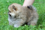 Název souboru=stripeksnu_monica_6weeks_117.JPG
Velikost souboru=155KB
Rozměry=750x500
Datum přidání=03. Červenec 2016 stripeksnu_monica_6weeks_117.JPG