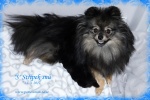 stripeksnu_r_6days_750.JPG