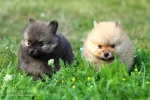zlaty_kvitek_b_20110719_138.JPG