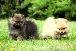 zlaty_kvitek_b_20110802_079.JPG