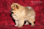 zlaty_kvitek_caroll_20120129_009.JPG