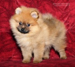 zlaty_kvitek_connie_20120129_018.jpg