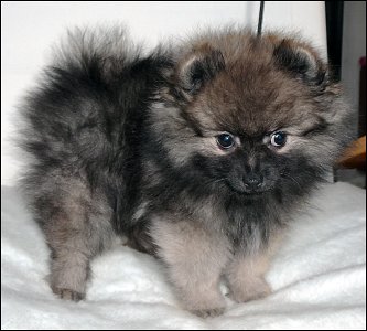 Arny Avenger, 10 weeks old