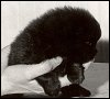 Mimosa Stříbrný stín - štěňátko