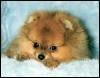 Schimmel's Wee-Dolly Princess