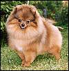 Soffies Fat-Man