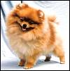 Soffies Pom-Pom