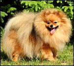 Dixi