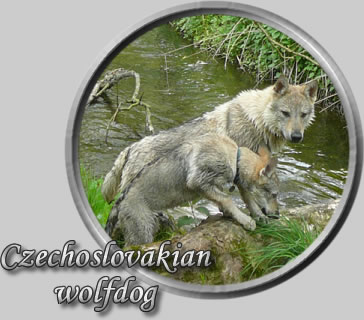 Czechoslovakian Wolfdog