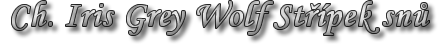 Ch. Iris Grey Wolf Střípek snů